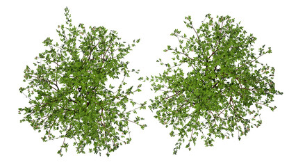 Fototapeta premium Tree top view flat lay isolated on white background