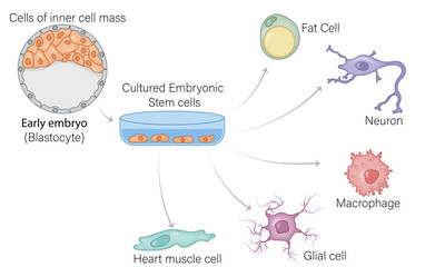 Mouse Embryonic Stem Cells Differentiation into Various Cell Types: Vector Illustration with Labeled Stages and Cellular Pathways for Educational and Scientific Use