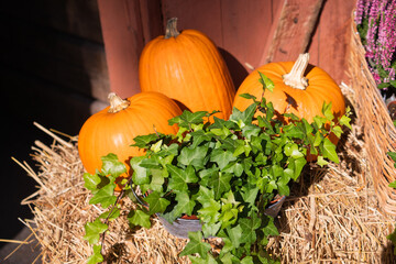 Obraz premium Pumpkins and ivy in a basket in front of a rustic barn