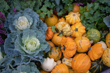 Colorful decorative pumpkins and cabbage in a market in autumn.
