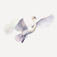 Fototapeta premium Elegant swan with outstretched wings