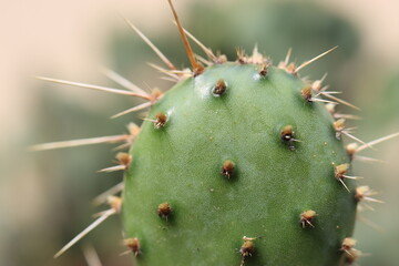 kaktus Opuncja ciemnociernista Opuntia phaeacantha 