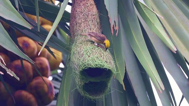  Baya Weaver bird nest creation
