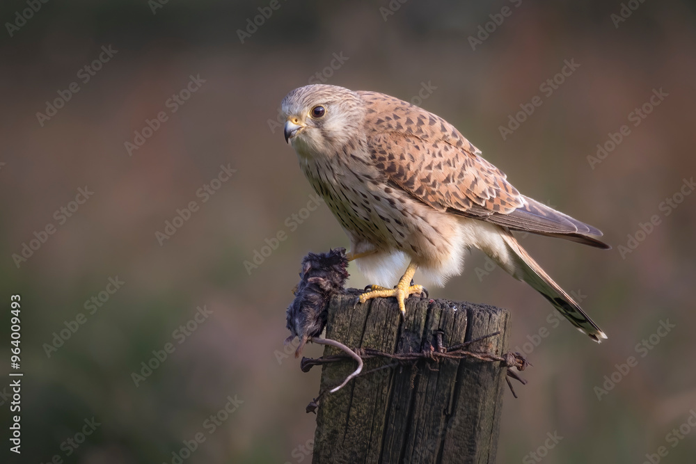 Poster a close up of a kestrel perched on a wooden post with a small rodent it has caught. the natural out 