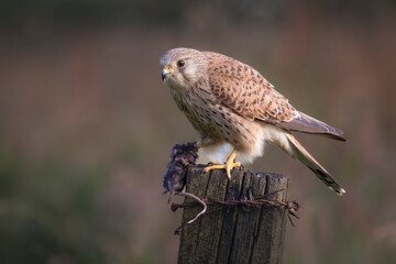 A close up of a kestrel perched on a wooden post with a small rodent it has caught. The natural out of focus background is ideal for copy text