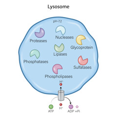 Visualizing Lysosome Contents: A Colorful Guide to Cellular Processes
