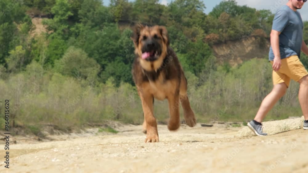 Poster cute 3 months old German shepherd puppy . Domestic dog with owner enjoy outdoor lifestyle on summer vacation