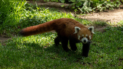 Panda rojo