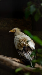 yellow billed hornbill
