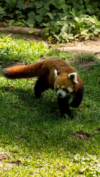 red panda eating bamboo