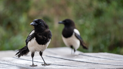 winged blackbird