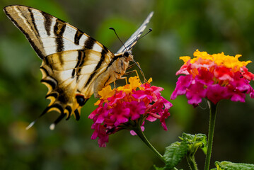 butterfly on flower