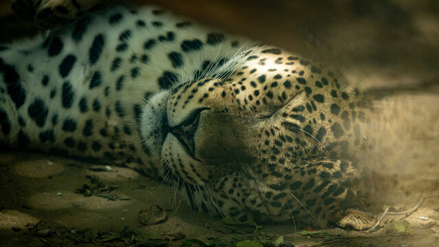 Leopardo dormido