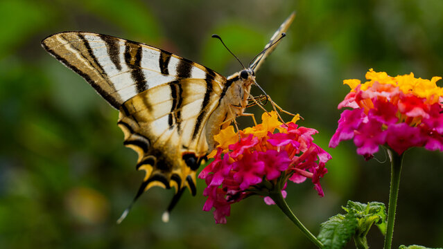 Mariposa chupaleche