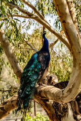 Naklejka premium Pavo real
