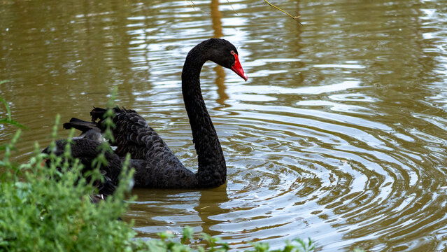 Cisne negro