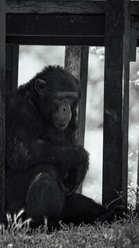 Chimpanc&eacute; triste
