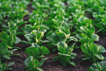 A field of green lettuce plants. The plants are all the same size and are growing in a row