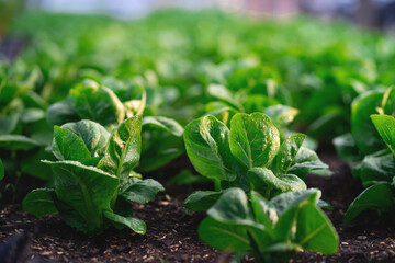 A field of green lettuce plants. The plants are growing in the dirt and are very healthy