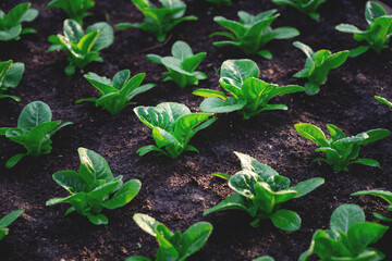 A field of green plants growing in the dirt