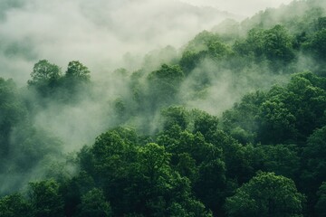 The scene captures the dense, lush green trees shrouded in a mystical layer of fog, creating a serene and tranquil atmosphere. The forest is rich with various shades of green , ai