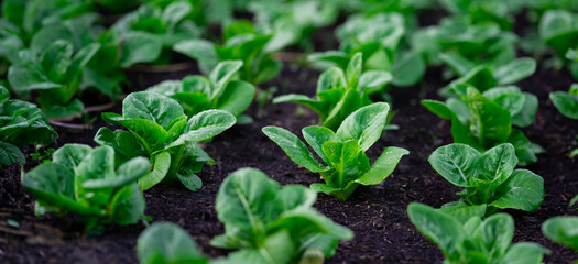 Obraz premium A field of green lettuce plants. The plants are growing in the dirt and are very healthy