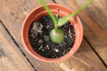 Ornithogalum Caudatum cebula Indyjska