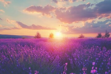 Wonderful nature landscape, amazing sunset scenery with blooming lavender flowers. Moody sky, pastel colors on bright landscape view. Floral panoramic meadow nature in lines with trees and horizon, ai