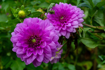 Obraz premium Vibrant Purple Dahlias in Full Bloom