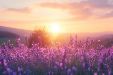 Obraz premium Wonderful nature landscape, amazing sunset scenery with blooming lavender flowers. Moody sky, pastel colors on bright landscape view. Floral panoramic meadow nature in lines with trees and horizon, ai