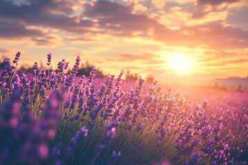 Fototapeta premium Wonderful nature landscape, amazing sunset scenery with blooming lavender flowers. Moody sky, pastel colors on bright landscape view. Floral panoramic meadow nature in lines with trees and horizon, ai