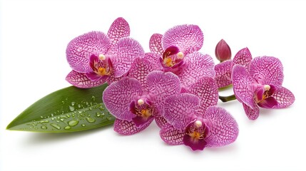 Orchid flowers, phalenopsis on white background