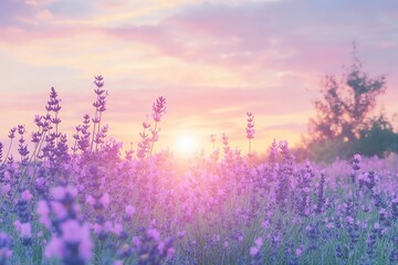 Obraz premium Wonderful nature landscape, amazing sunset scenery with blooming lavender flowers. Moody sky, pastel colors on bright landscape view. Floral panoramic meadow nature in lines with trees and horizon, ai