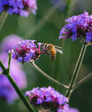 Close up of honey bee gathering pollen from purple flower in garden.