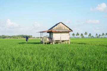 View from a small wooden hut standing in the middle of lush green rice fields under a bright blue sky