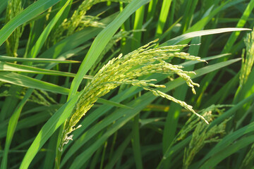 A close-up shot of rice grains growing in a lush green field.