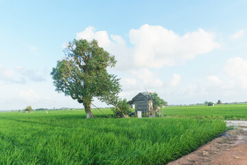 A small wooden hut stands next to a large tree in the middle of a lush green rice field under a bright blue sky