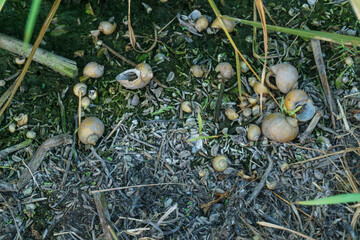 Close-up of snail shells scattered on the ground among leaves and twigs in a natural habitat