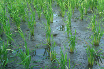 A detailed close-up of young rice plants growing in a wet paddy field