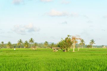 Scenic Green Rice Field with Tree and Farmer
