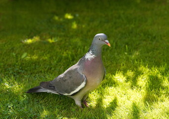 wood pigeon in the garden,ringeltaube im garten