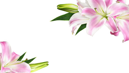 Pink lily flowers in a floral corner arrangements isolated on white or transparent background.