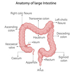 Detailed Anatomy of the Large Intestine: A Comprehensive Vector Illustration with Labeled Sections for Medical Students, Featuring the Cecum, Colon (Ascending, Transverse, Descending, Sigmoid), and Re