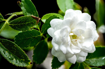 Blooming Miniature White Rose on a black background