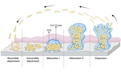 Visualizing Biofilm Formation: A Step-by-Step Vector Illustration Guide from Adhesion to
Maturation
