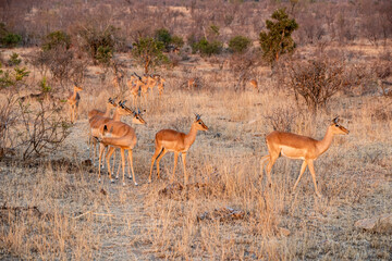 The impala or rooibok, Aepyceros melampus, is a medium-sized antelope found in eastern and southern...