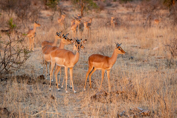 The impala or rooibok, Aepyceros melampus, is a medium-sized antelope found in eastern and southern Africa.