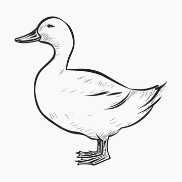 recommend clip art: Detailed duck sketch illustration