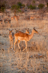 The impala or rooibok, Aepyceros melampus, is a medium-sized antelope found in eastern and southern...