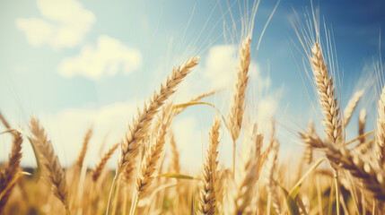 Fototapeta premium Golden Wheat Field Under Blue Sky